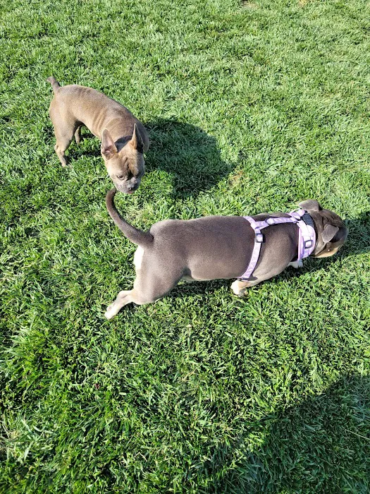 Koda Dog Park 5