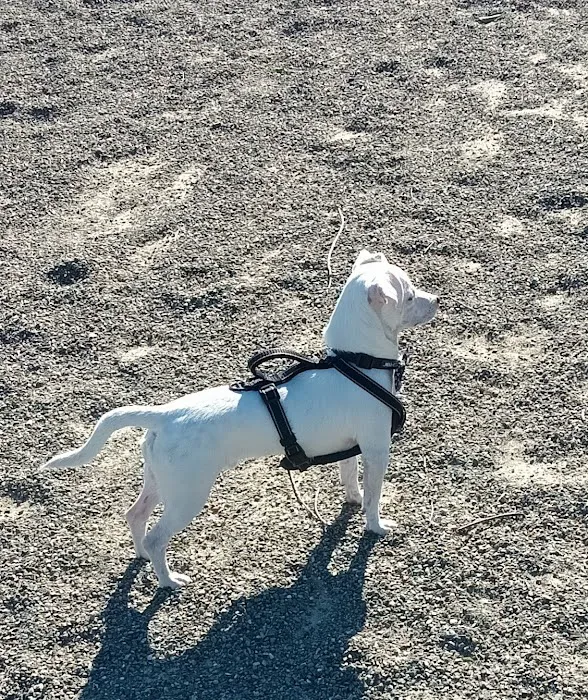 Markley Creek Dog Park 10
