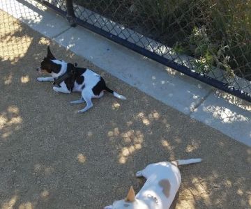 Dakota (Dog) Park
