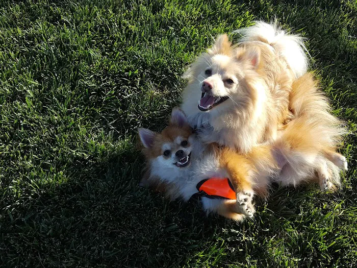 Dakota (Dog) Park 9