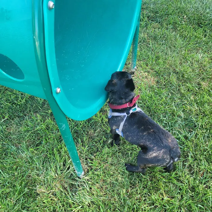 Kings Dog Park 4