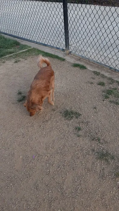 Kings Dog Park 6