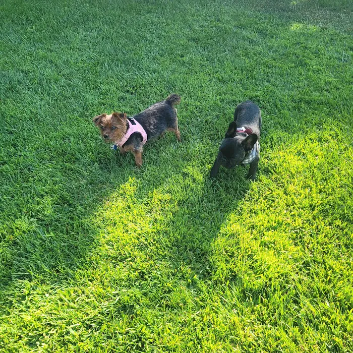 Kings Dog Park 8
