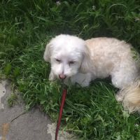 Rocky Memorial Dog Park ico