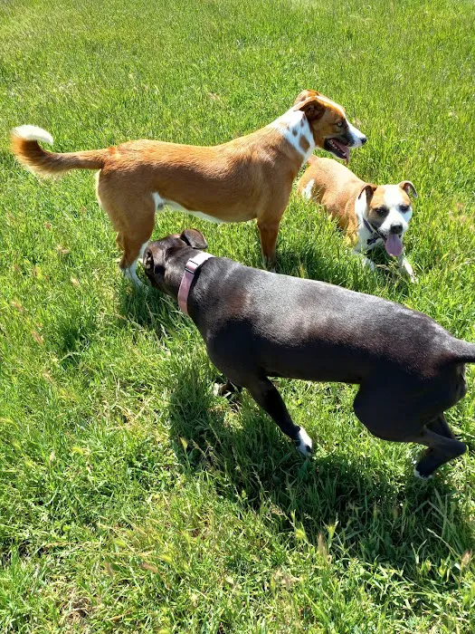 Rocky Memorial Dog Park 9