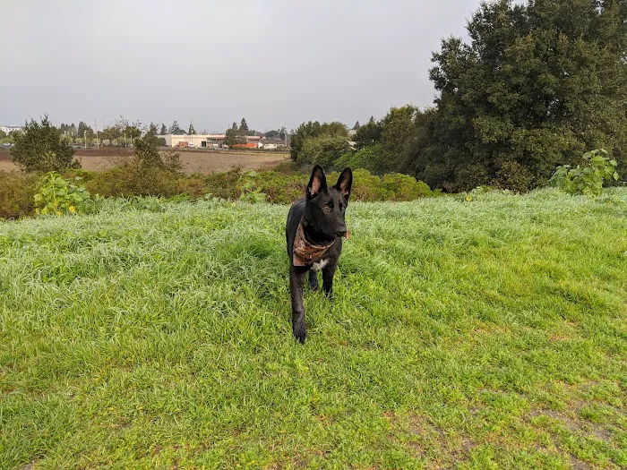 Rocky Memorial Dog Park 6