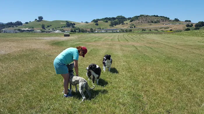 Rocky Memorial Dog Park 2