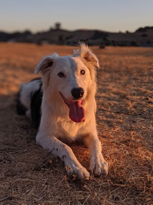 Rocky Memorial Dog Park 5