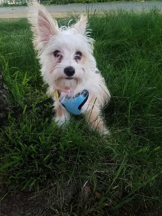 Bruce King Memorial Dog Park 4