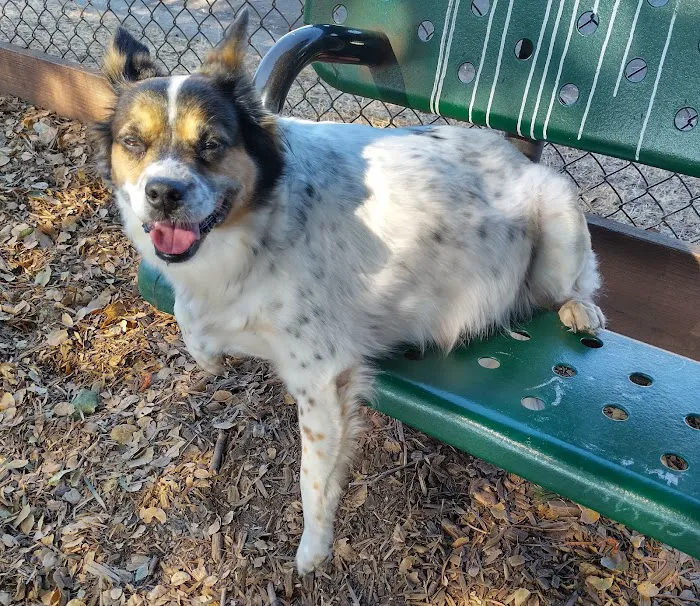 Bruce King Memorial Dog Park 10