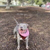 Bruce King Memorial Dog Park ico