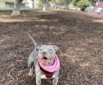 Bruce King Memorial Dog Park