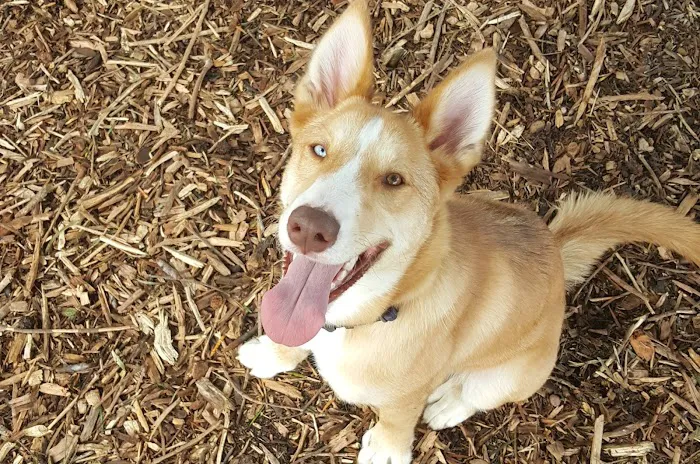 Bruce King Memorial Dog Park 6