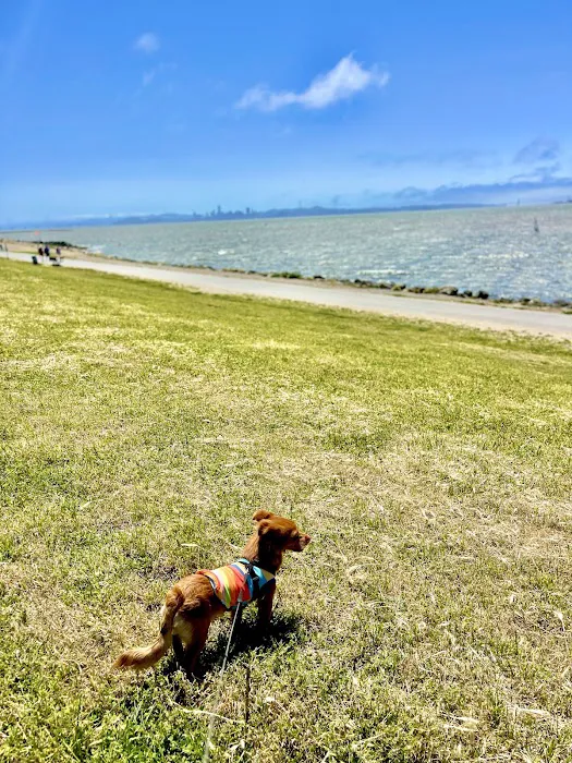 Point Isabel Dog Park 7