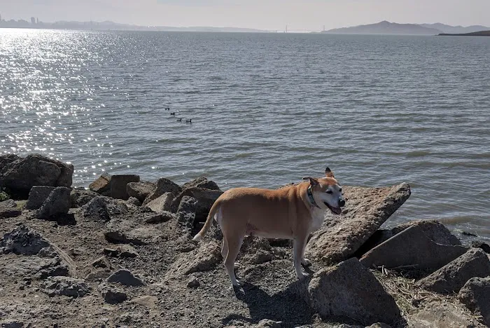 Point Isabel Dog Park 1