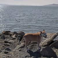 Point Isabel Dog Park ico