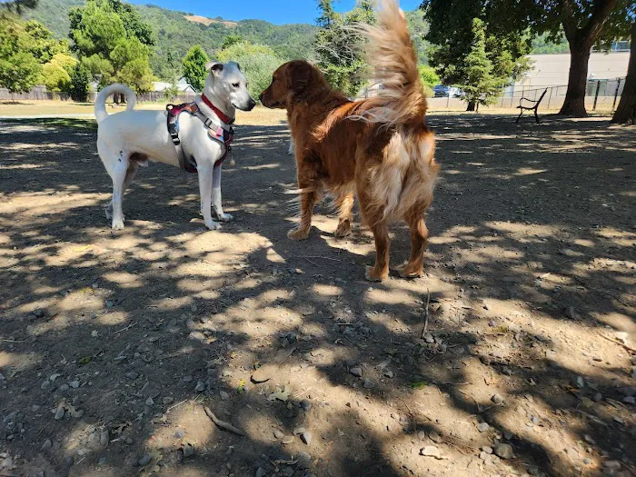 Field of Dogs Dog Park 5