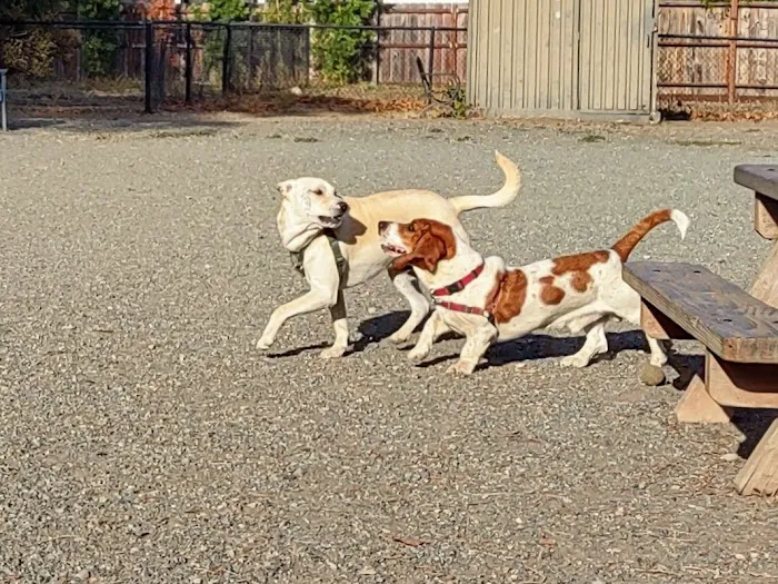 Field of Dogs Dog Park 4