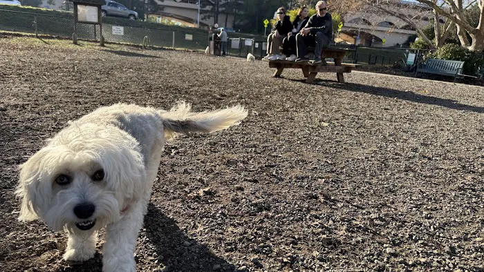 Field of Dogs Dog Park 7