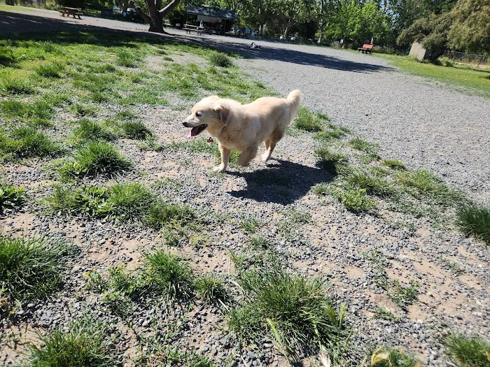 Field of Dogs Dog Park 6