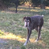 Field of Dogs Dog Park ico