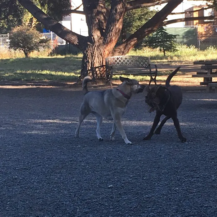Field of Dogs Dog Park 2