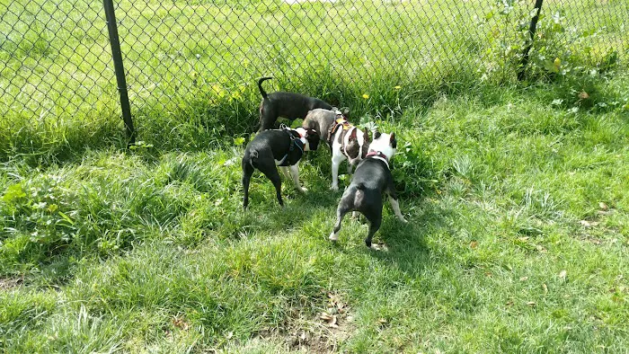 Ohlone Dog Park 7