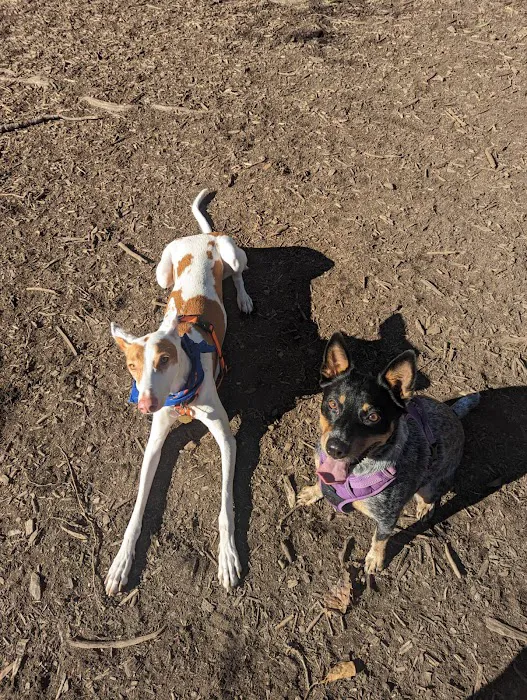 Ohlone Dog Park 9