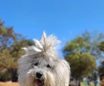 Ohlone Dog Park