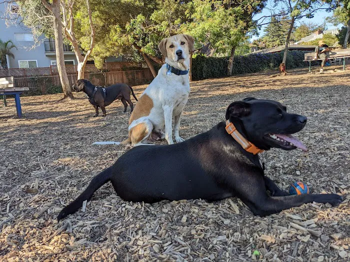 Ohlone Dog Park 4