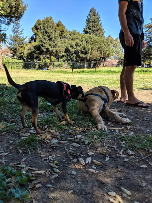 Ohlone Dog Park 2