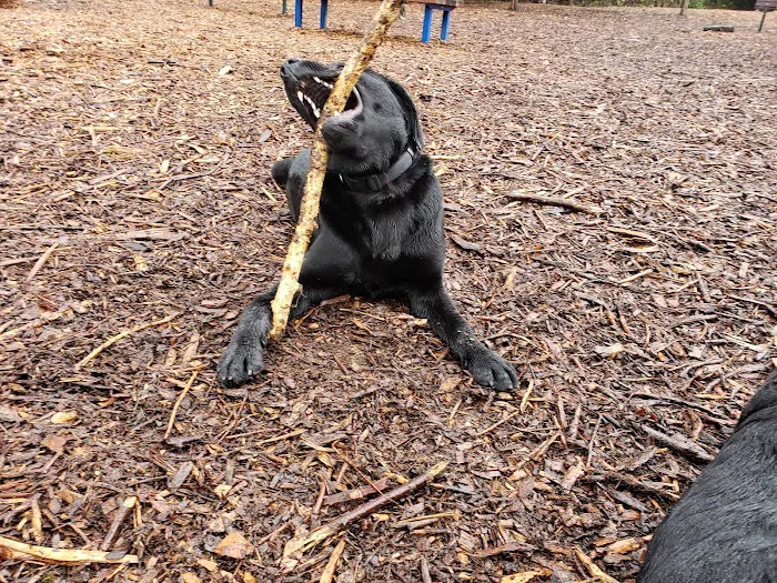 Ohlone Dog Park 10