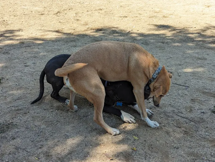 Dog park 5