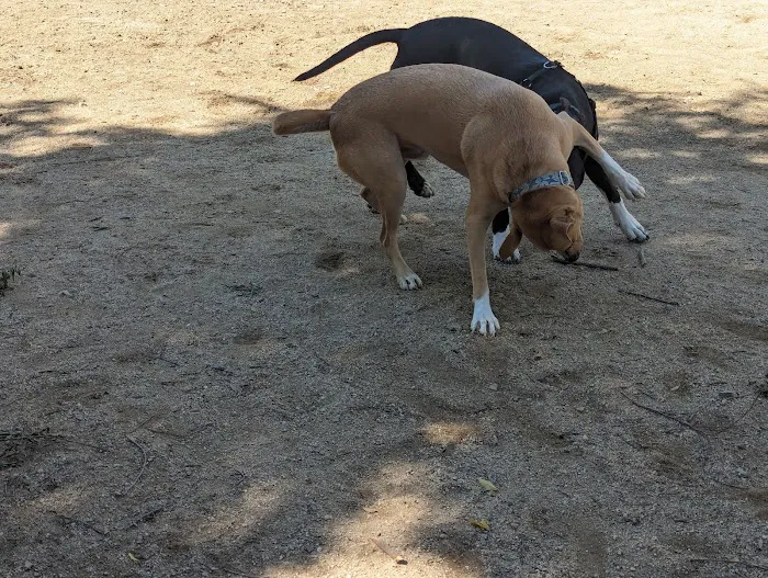 Dog park 3