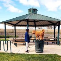 Lathrop Dog Park ico