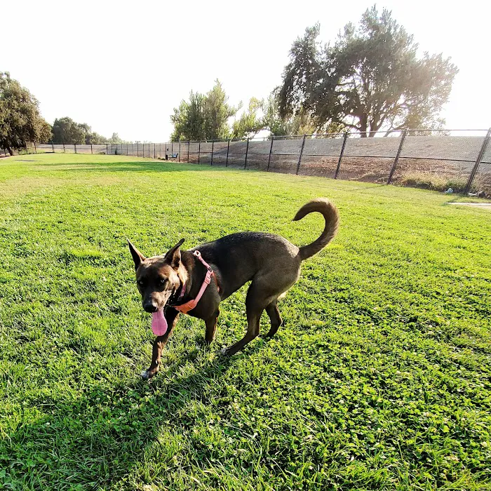 Lathrop Dog Park 7