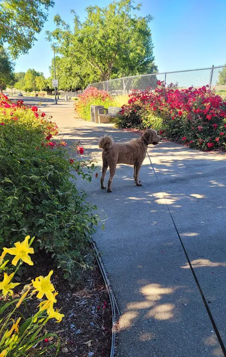 Lathrop Dog Park 2