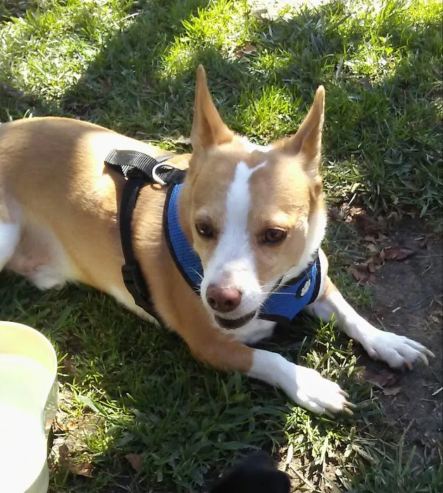 River Islands Dog Park 2