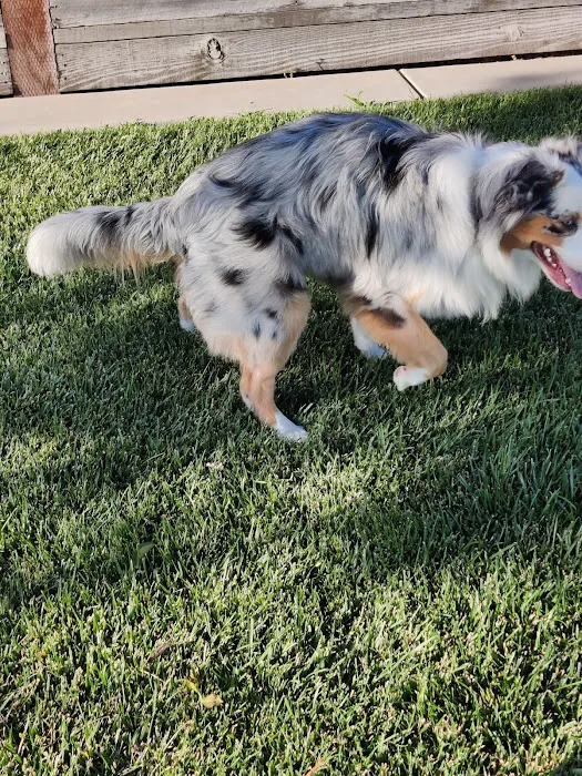 River Islands Dog Park 8