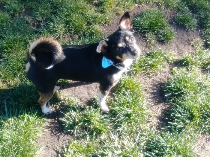 Manteca Dog Park 6