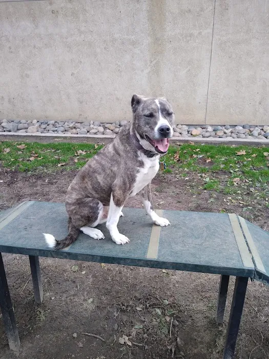 Manteca Dog Park 5