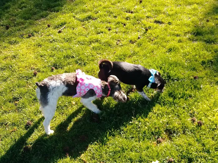 Manteca Dog Park 8