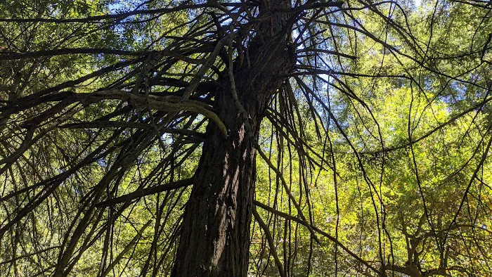 Joaquin Miller Dog Park 1