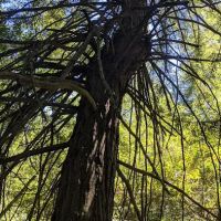 Joaquin Miller Dog Park ico
