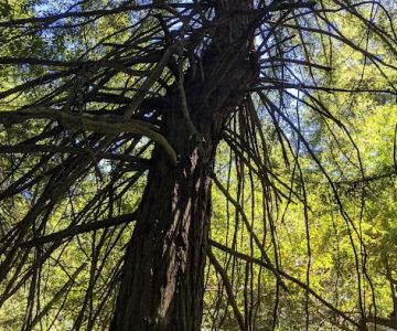 Joaquin Miller Dog Park