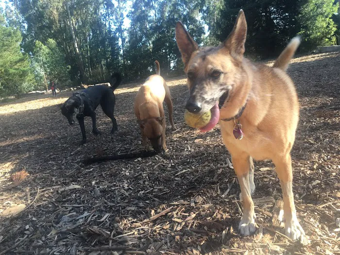Joaquin Miller Dog Park 7