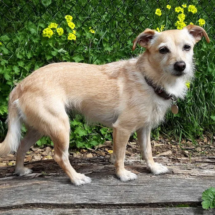 Joaquin Miller Dog Park 9
