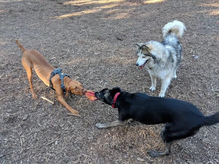 Joaquin Miller Dog Park 3
