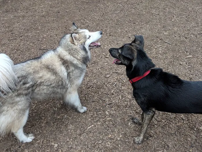 Joaquin Miller Dog Park 8