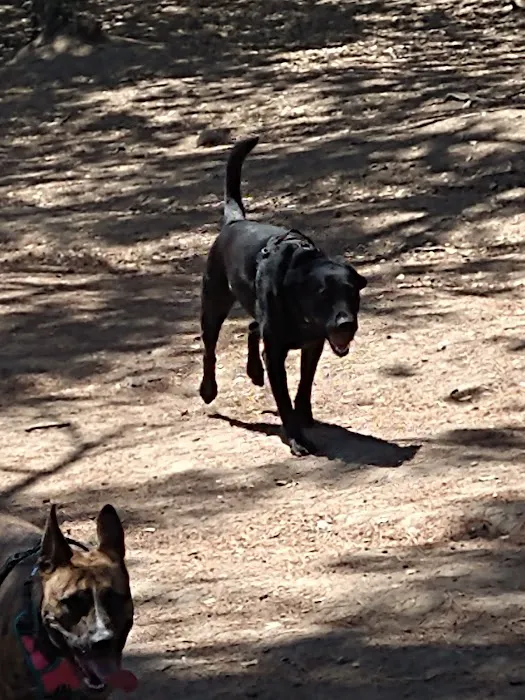 Linda Ave Dog Park 3